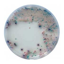 CHROMagar Candida (25L)