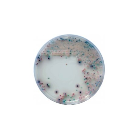 CHROMagar Candida (25L)