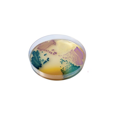 CHROMagar Orientation (25L)