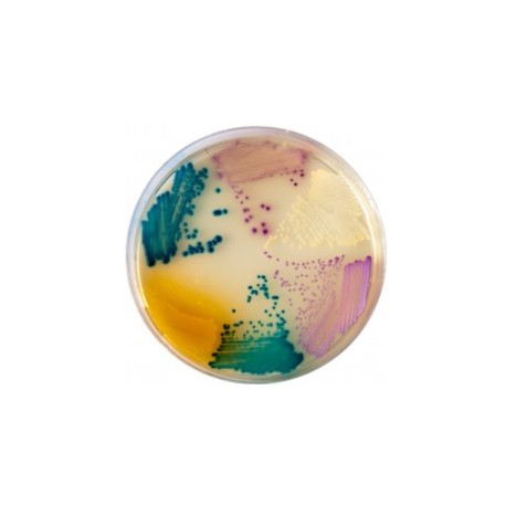 CHROMagar Orientation (5L)