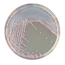 CHROMagar Staph. Aureus (1L)