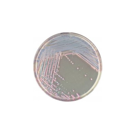 CHROMagar Staph. Aureus (1L)
