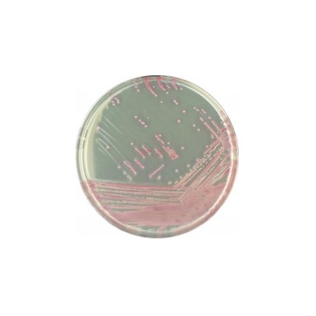 CHROMagar MRSA (1L)