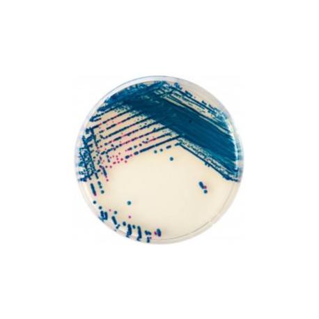 CHROMagar StrepB (5L)
