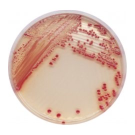 CHROMagar Acinetobacter (5L)