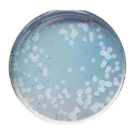 CHROMagar Listeria (5L)