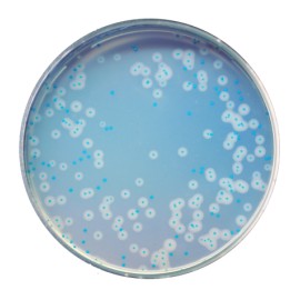 CHROMagar Listeria (1L)