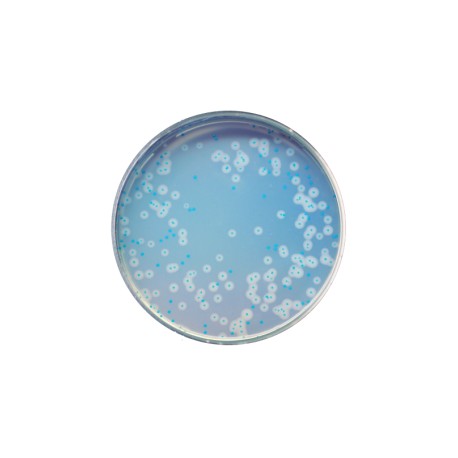 CHROMagar Listeria (1L)