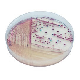 CHROMagar Vibrio (25L)