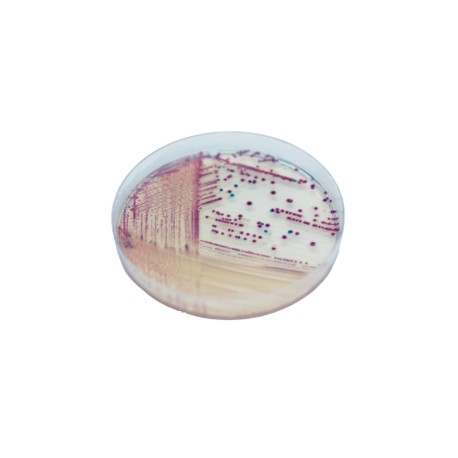 CHROMagar Vibrio (25L)
