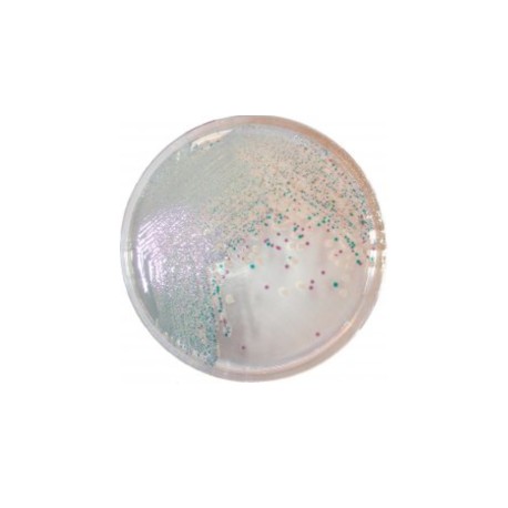 CHROMagar Vibrio (5L)