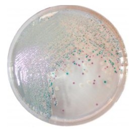 CHROMagar Vibrio (1L)