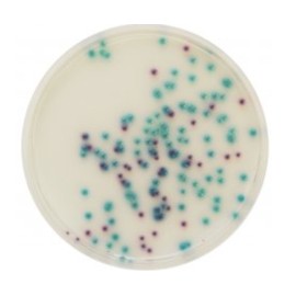 CHROMagar Pseudomonas (5L)