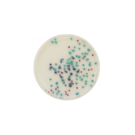 CHROMagar Pseudomonas (5L)