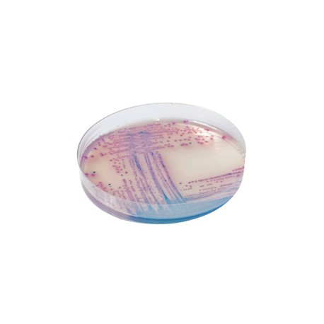 CHROMagar Salmonella (5L)
