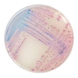CHROMagar Salmonella (1L)