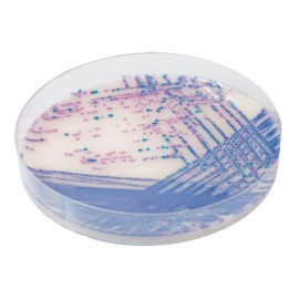CHROMagar Salmonella Plus (5L)