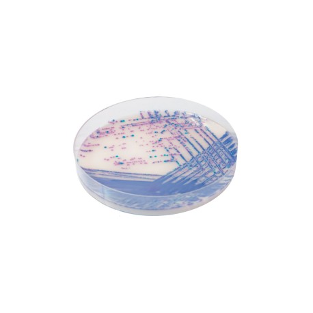 CHROMagar Salmonella Plus (5L)