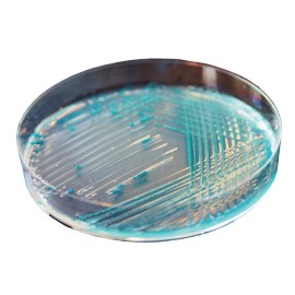 CHROMagar E.coli (25L)