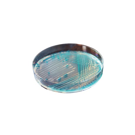CHROMagar E.coli (25L)