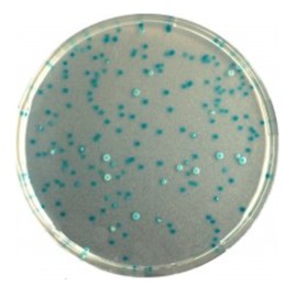 CHROMagar E.coli (1L)