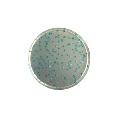 CHROMagar E.coli (1L)