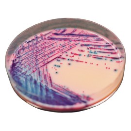CHROMagar Rambach Agar (25L)