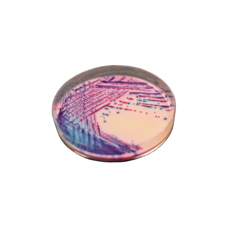 CHROMagar Rambach Agar (25L)