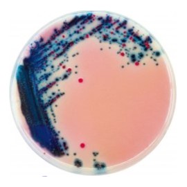 CHROMagar Rambach Agar (4x1L)