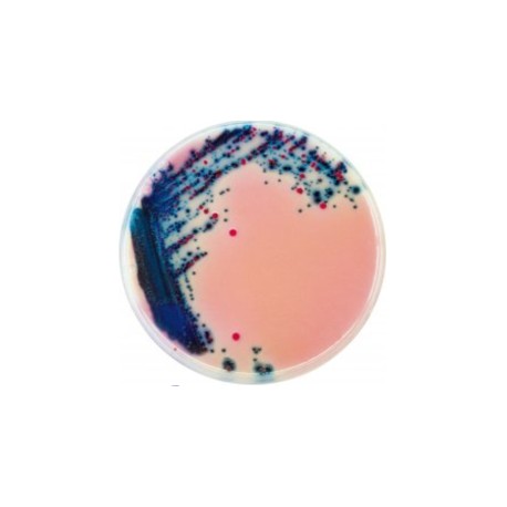 CHROMagar Rambach Agar (4x1L)