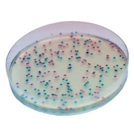 CHROMagar ECC (1L)