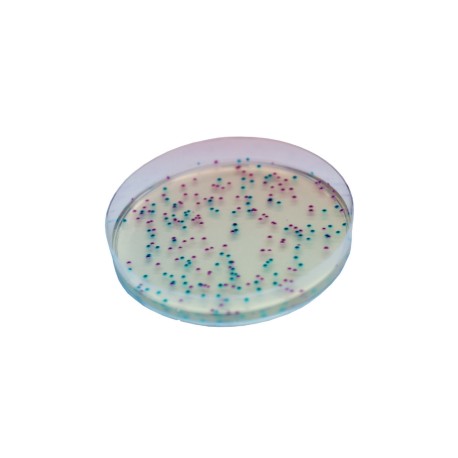 CHROMagar ECC (1L)