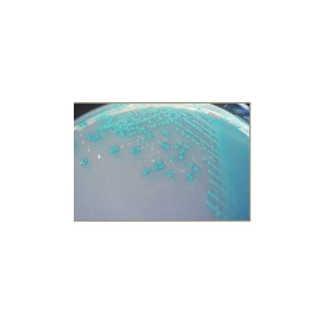 CHROMagar TBX  (5L)
