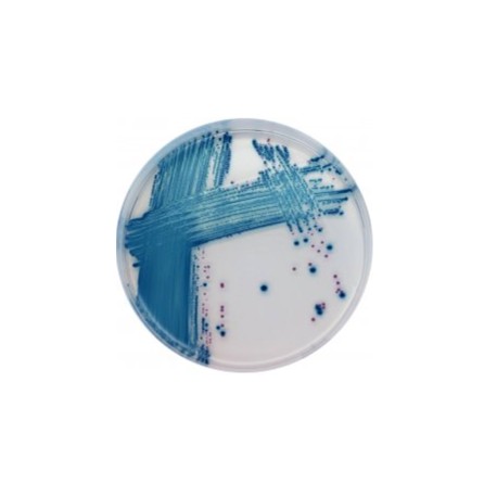 CHROMagar STEC (5L)