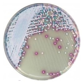 CHROMagar Malassezia (25L)
