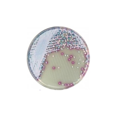 CHROMagar Malassezia (25L)