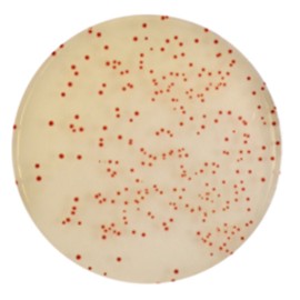 CHROMagar Campylobacter (5L)