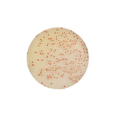 CHROMagar Campylobacter (5L)