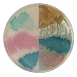 CHROMagar Mastitis (5 L x 2)